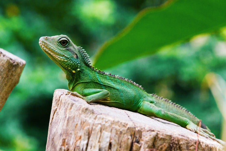 Iguana verde en tronco