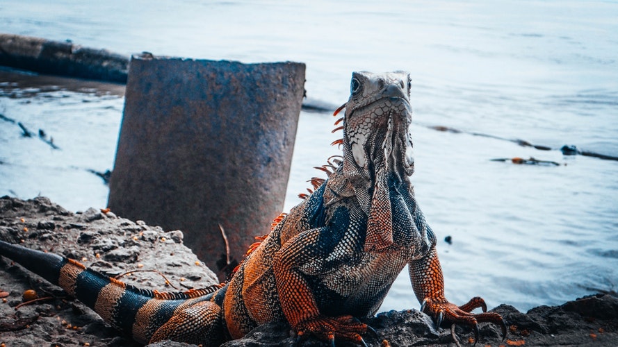 Iguana naranja con lineas negras