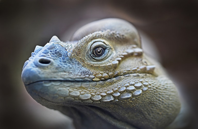 Iguana trippy