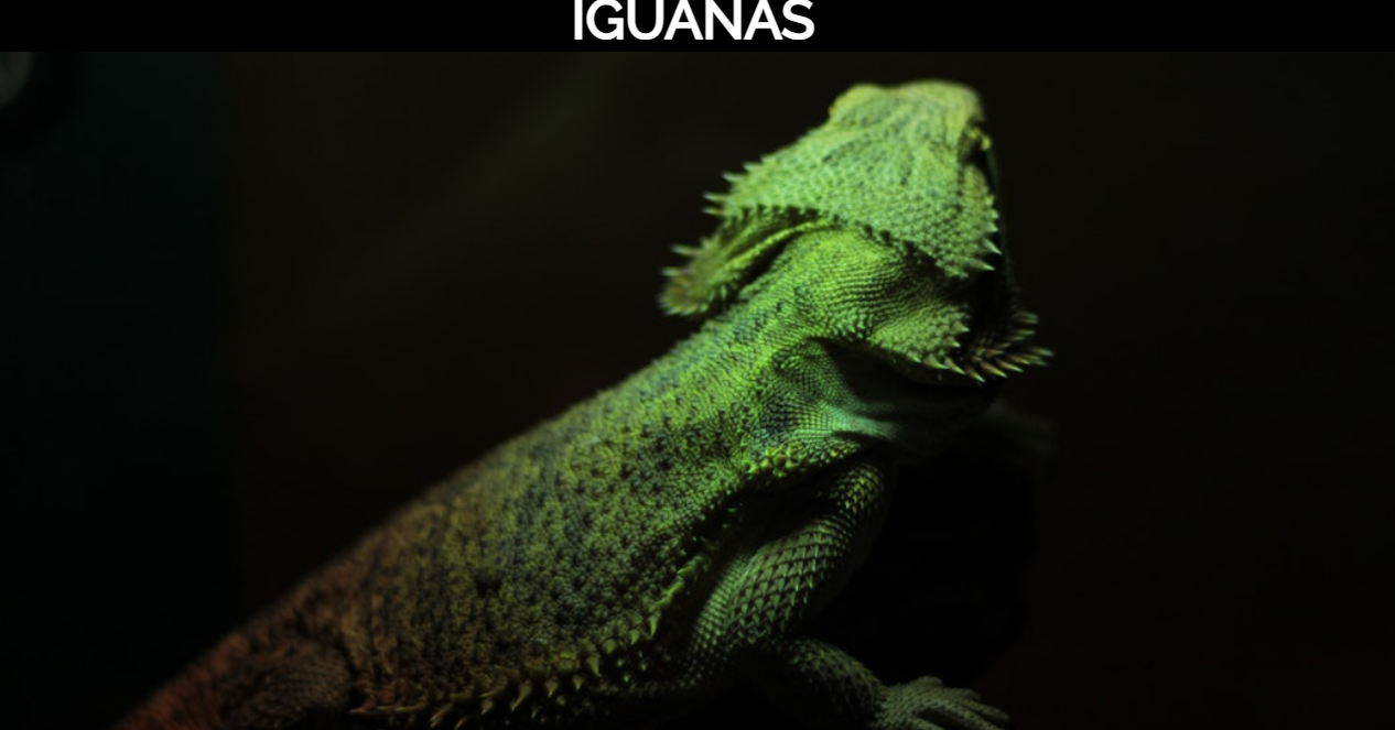 Foto de Iguana de mi Iguana Page